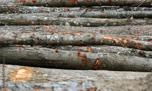Holz