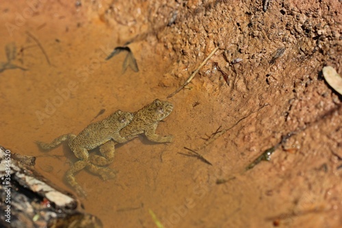 Paarung der Gelbbauchunke (Bombina variegata).