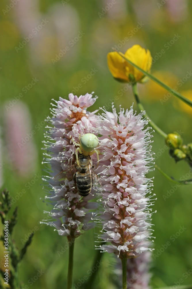 Veränderliche Krabbenspinne (Misumena vatia) mit gefangener Biene auf Schlangen-Knöterich (Bistorta officinalis)