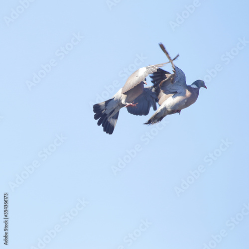 Two male common wood pigeon (Columba palumbus) fighting in the air