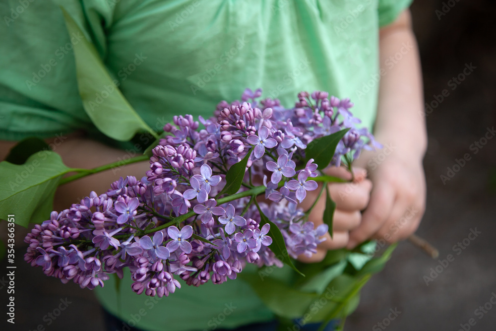 The lush branch of purple lilac in the hands of a child close-up. Purple lilac. Lilac closeup The lush branch of purple lilac in the hands of a child close-up. Purple lilac. Lilac closeup