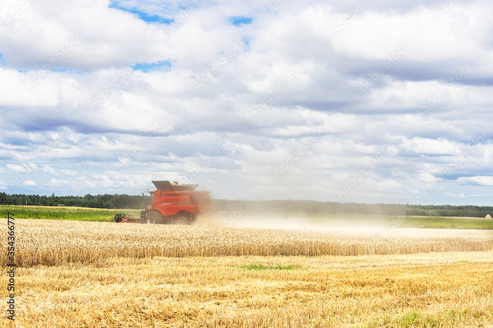 Fototapeta premium Red combine harvester is working during harvest time in the farmer’s fields, machine is cutting grain plants , agriculture concept