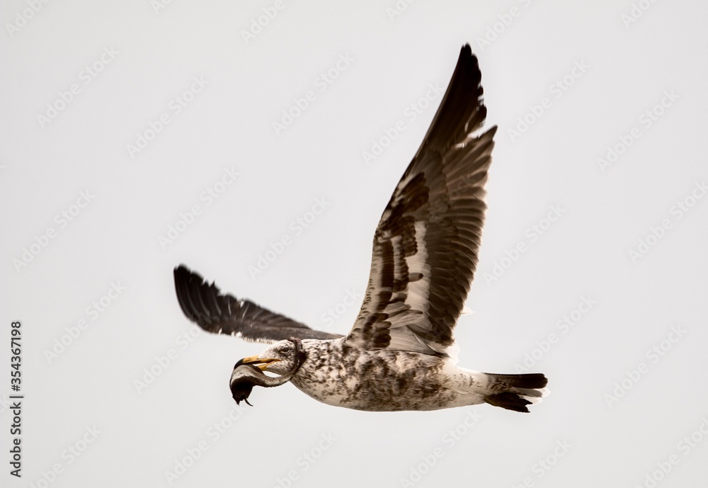 Fototapeta premium Kelp Gull
