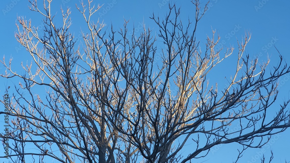 tree in the sky tree in the sky
