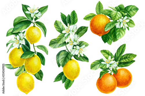 Foto Watercolor illustration, branch of orange, mandarin, lemon on an isolated white