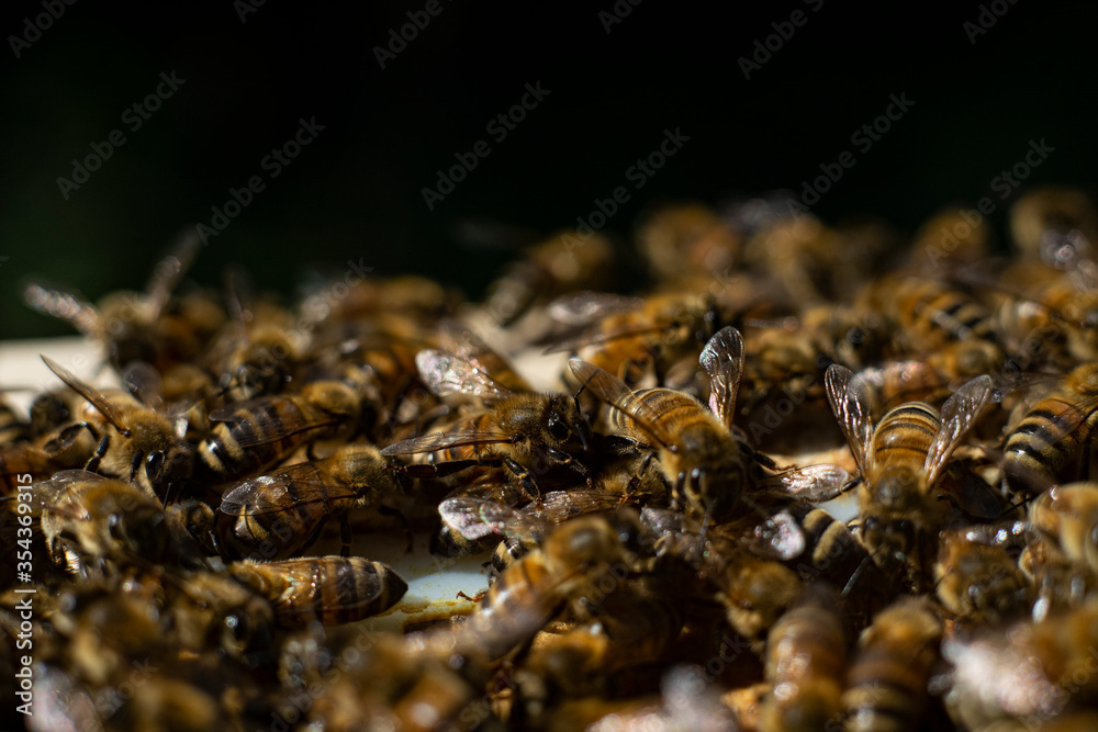 honey bees macro on honeycomb honey bees macro on honeycomb