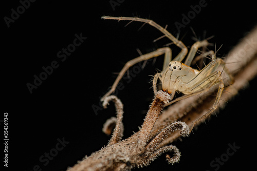 Lynx spider
 photo