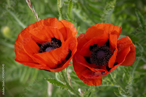 Mohnblumen