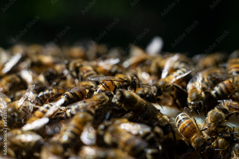 honey bees macro on honeycomb honey bees macro on honeycomb