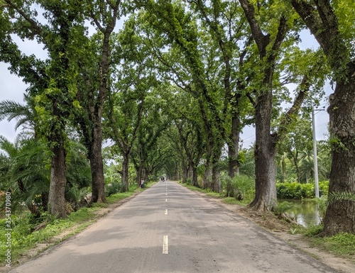 There are many trees besides the road