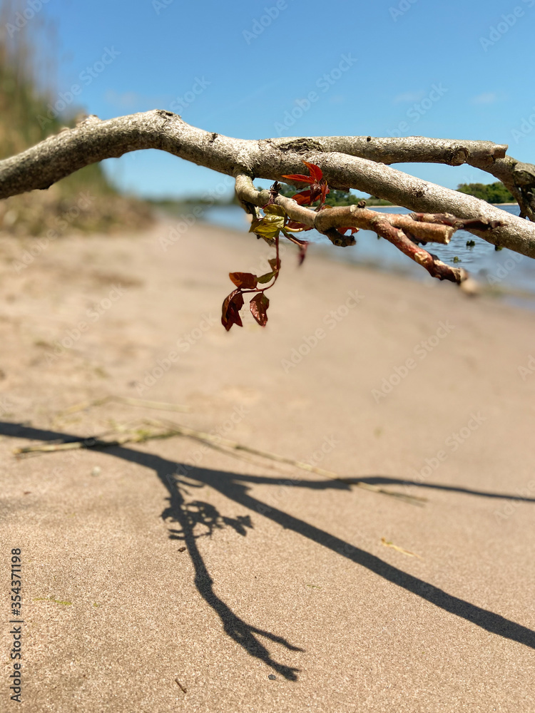 Fallen tree branch with flowers on the sandy beach