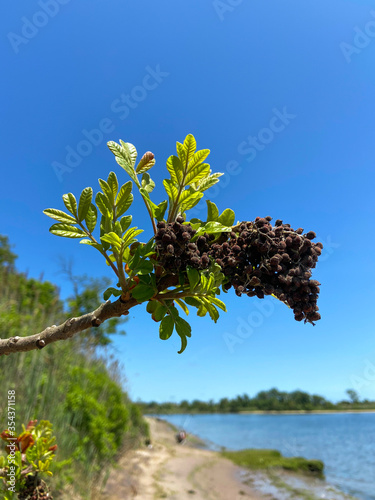 Green branch with flowers blooming on the beach under clear blue sky  © Gene