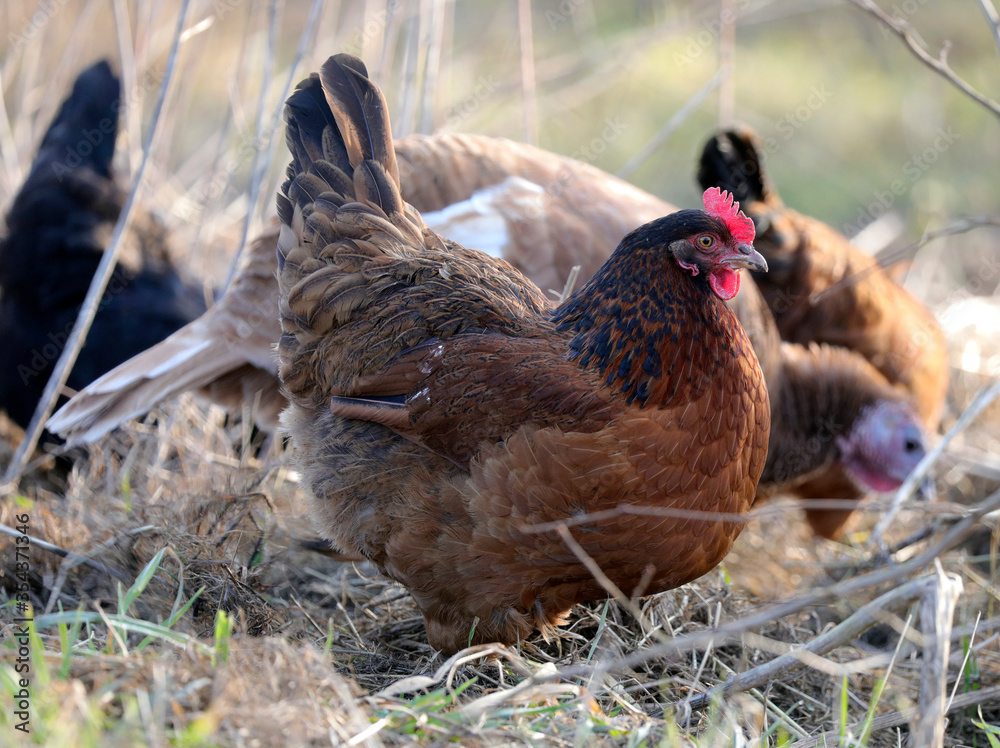 Fototapeta premium beautiful chicken and rooster. ecological farm contains free-range animals and birds