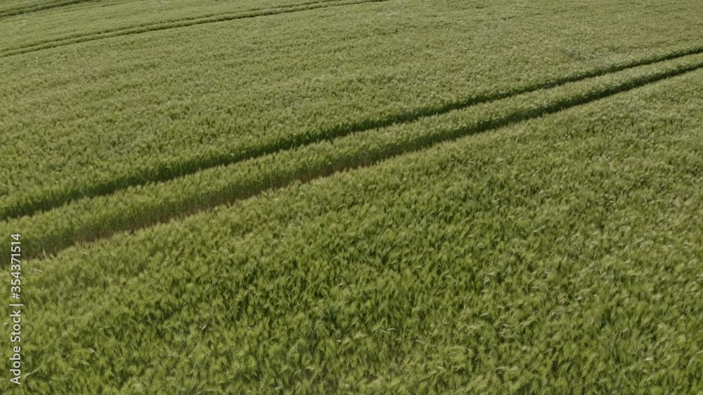 Aerial view of Ripening bearded barley on a bright summer day day. It is a member of the grass family, is a major cereal grain grown in temperate climates globally. Aerial view of Ripening bearded barley on a bright summer day day. It is a member of the grass family, is a major cereal grain grown in temperate climates globally.
