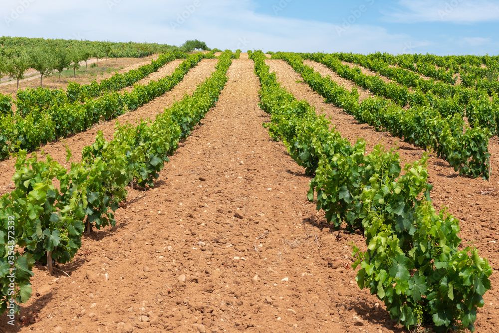 Vineyard in summer, La Rioja, Spain