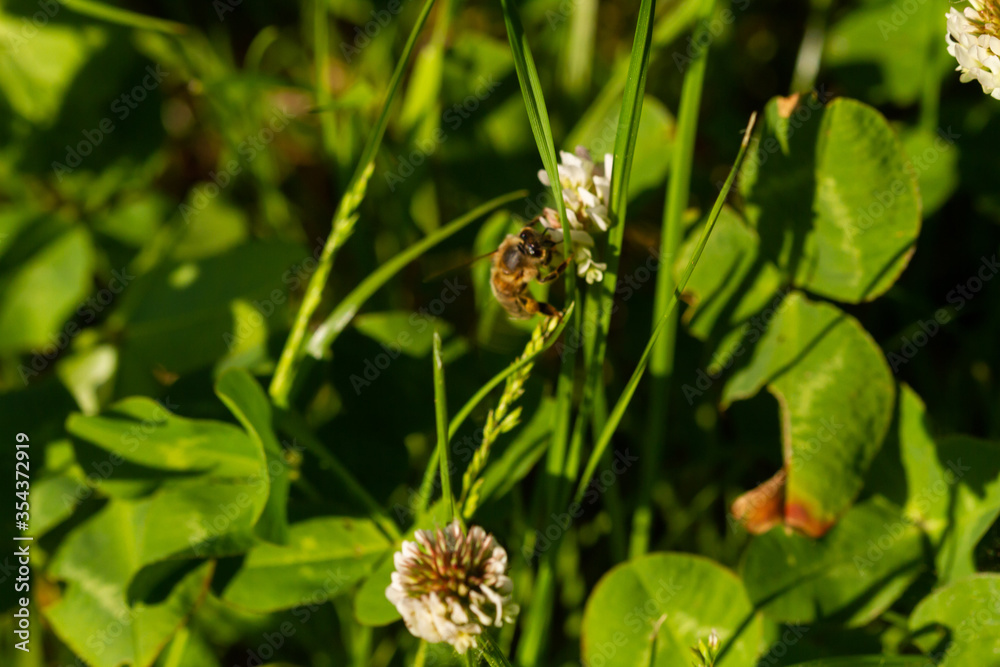 bee on the flower in spring on park bee on the flower in spring on park