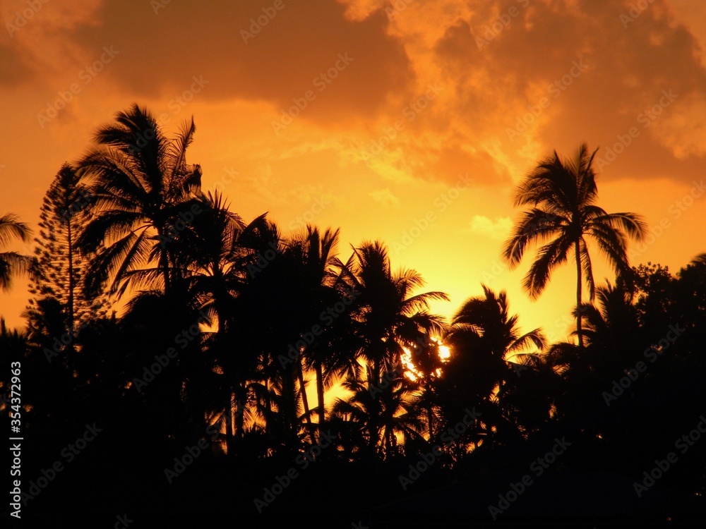 Vivid Tropical Sunset with orange sky and silhouetted palm trees