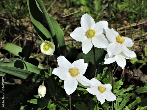 spring flowers in the garden
