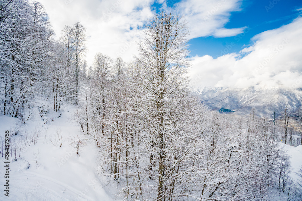 Winter snow covered trees in the  mountains