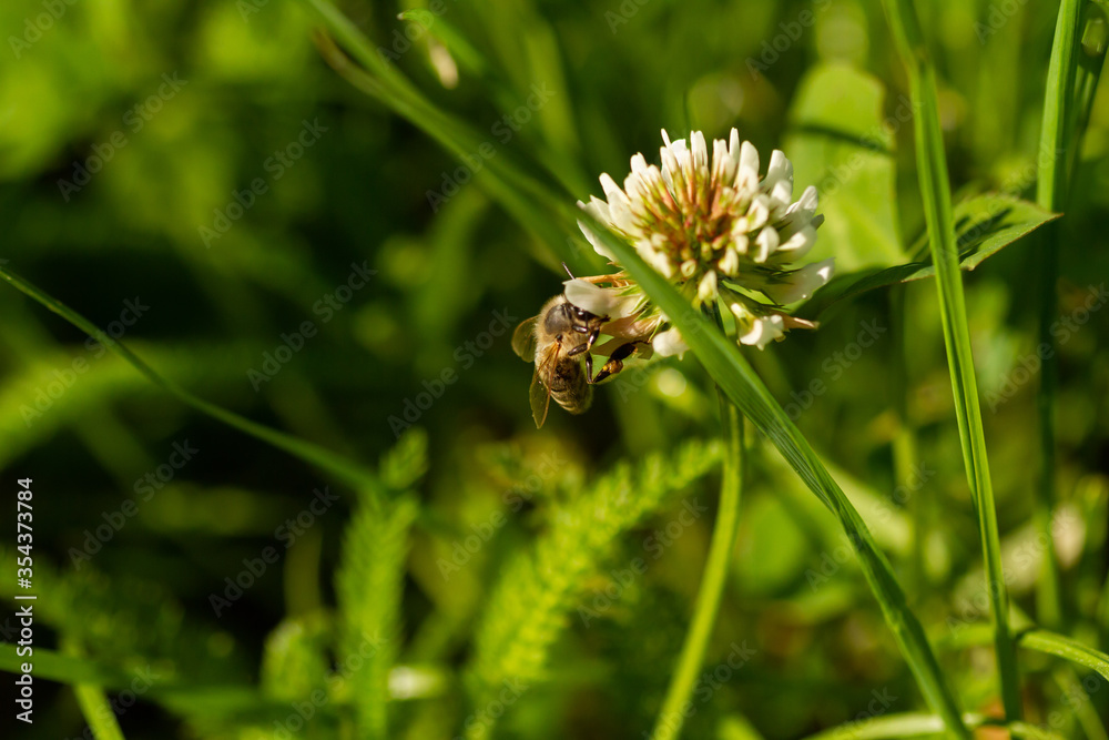 bee on a flower