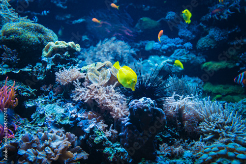 Coral reef and fish underwater photo. Underwater world scene.