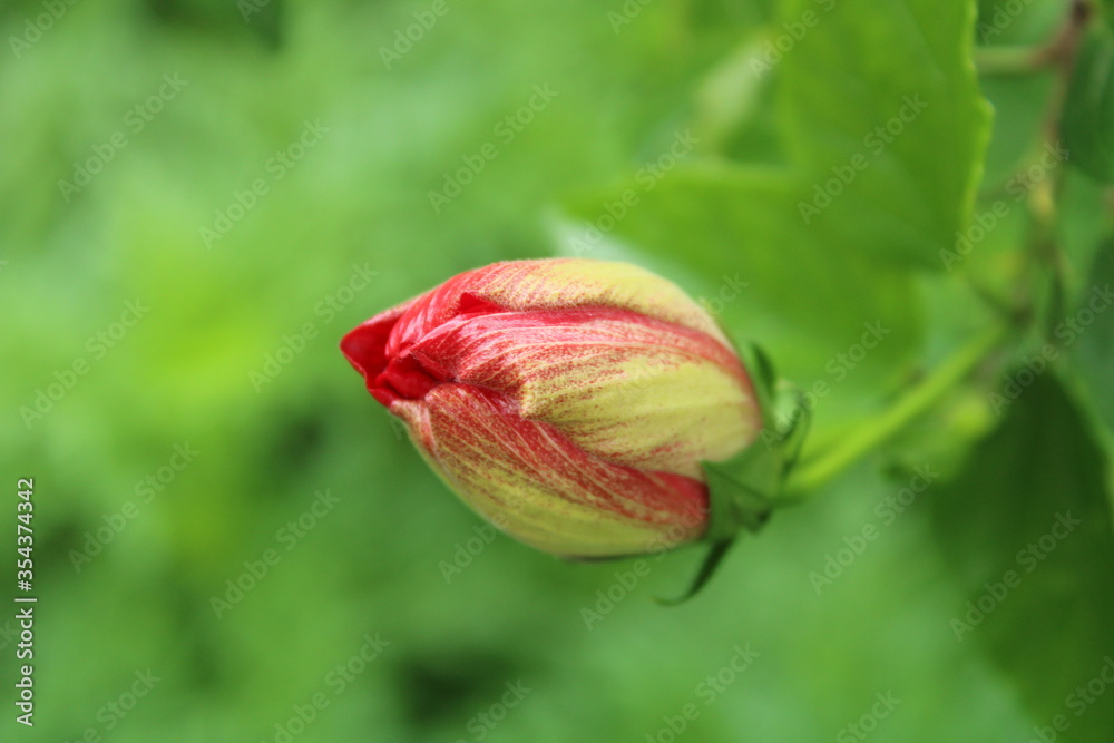 Hibiscus rosa-sinensis OR chembarathi bud with leaves in the background. Hibiscus rosa-sinensis OR chembarathi bud with leaves in the background.