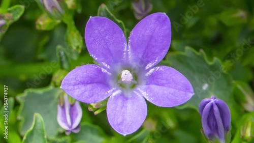 Time Lapse of bellflower flowers with green foliage, top view background. Time-lapse of beautiful purple Campanula Porto blooming. photo