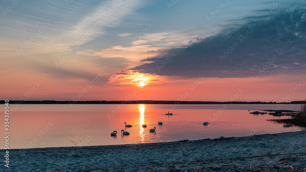 Sunset with swans on the lake shore Sunset with swans on the lake shore