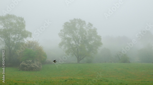 misty morning in the forest