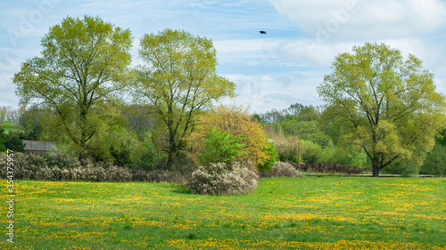 landscape with trees