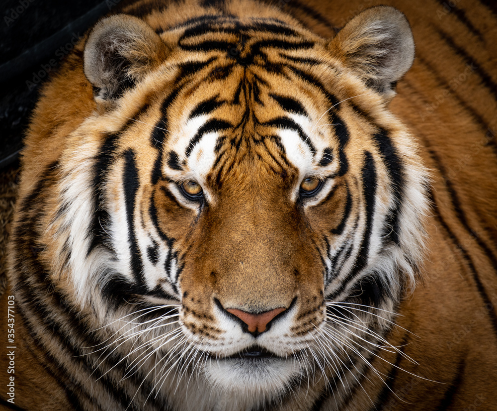 Fototapeta premium Prideful Alpha Tiger