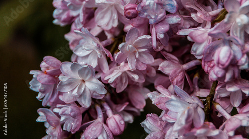 close up of blossom lilac  flowers