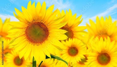 Field of blooming sunflowers at sunset © muratart