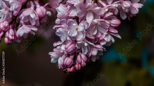 close up of blossom lilac  flowers