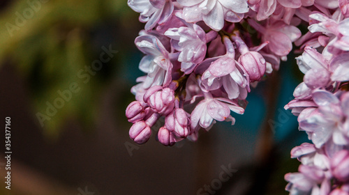 close up of blossom lilac  flowers