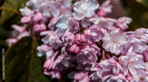 close up of blossom lilac  flowers