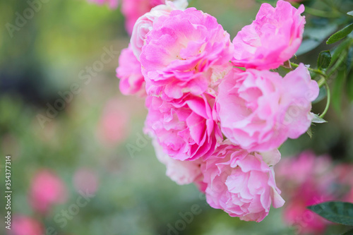 Beautiful pink roses flower in the garden © Kwangmoozaa