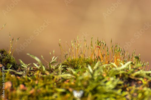 Young green moss on an old tree stump.