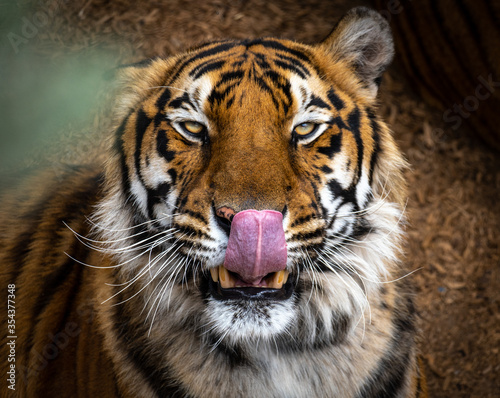 A tiger licking its lips after dinner. 