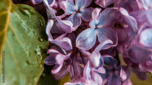 close up of blossom lilac  flowers