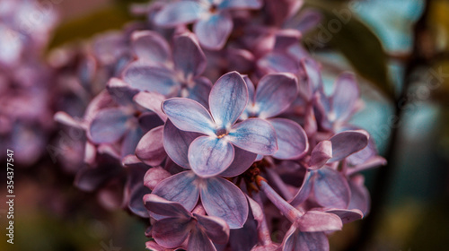 close up of blossom lilac  flowers
