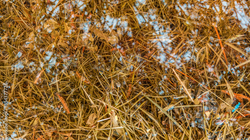 puddle