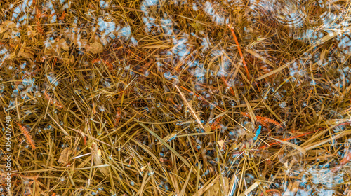 puddle