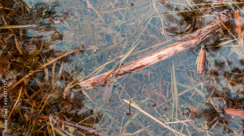 puddle