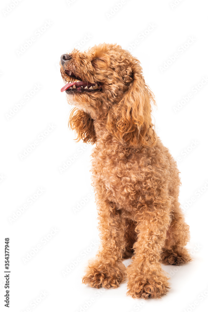Fototapeta premium Red poodle isolated on white background