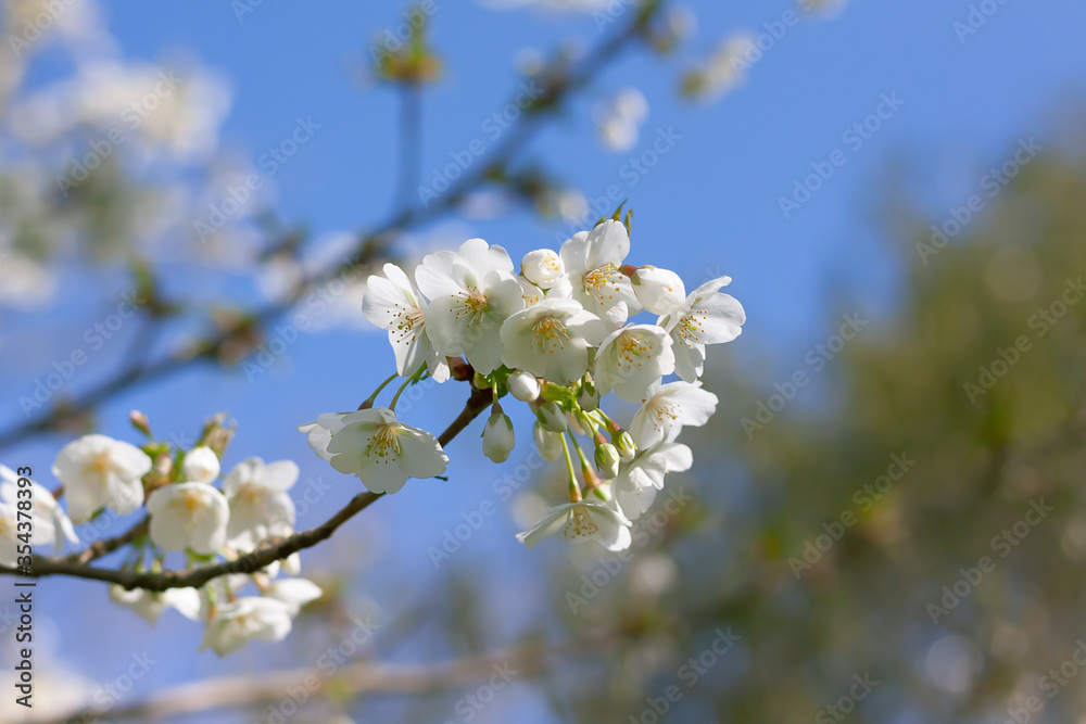Close up of a white plum blossom branch against a blurred bright spring sky. Purity, freshness, hope, life concept. Light pastel color soothing nature image.
