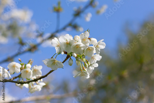 Close up of a white plum blossom branch against a blurred bright spring sky. Purity, freshness, hope, life concept. Light pastel color soothing nature image.