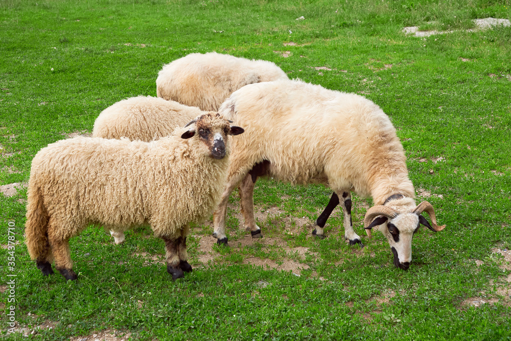 Sheep with lambs grazing grass (Ovis aries) Sheep with lambs grazing grass (Ovis aries)