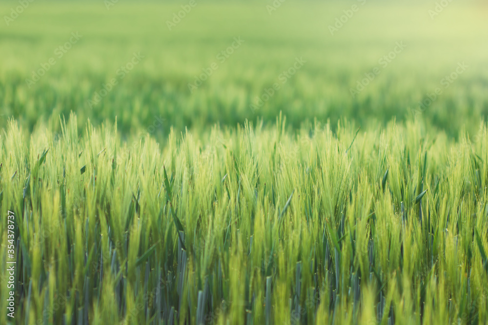 Young green barley on the field background