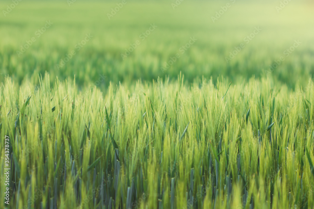 Young green barley on the field background Young green barley on the field background
